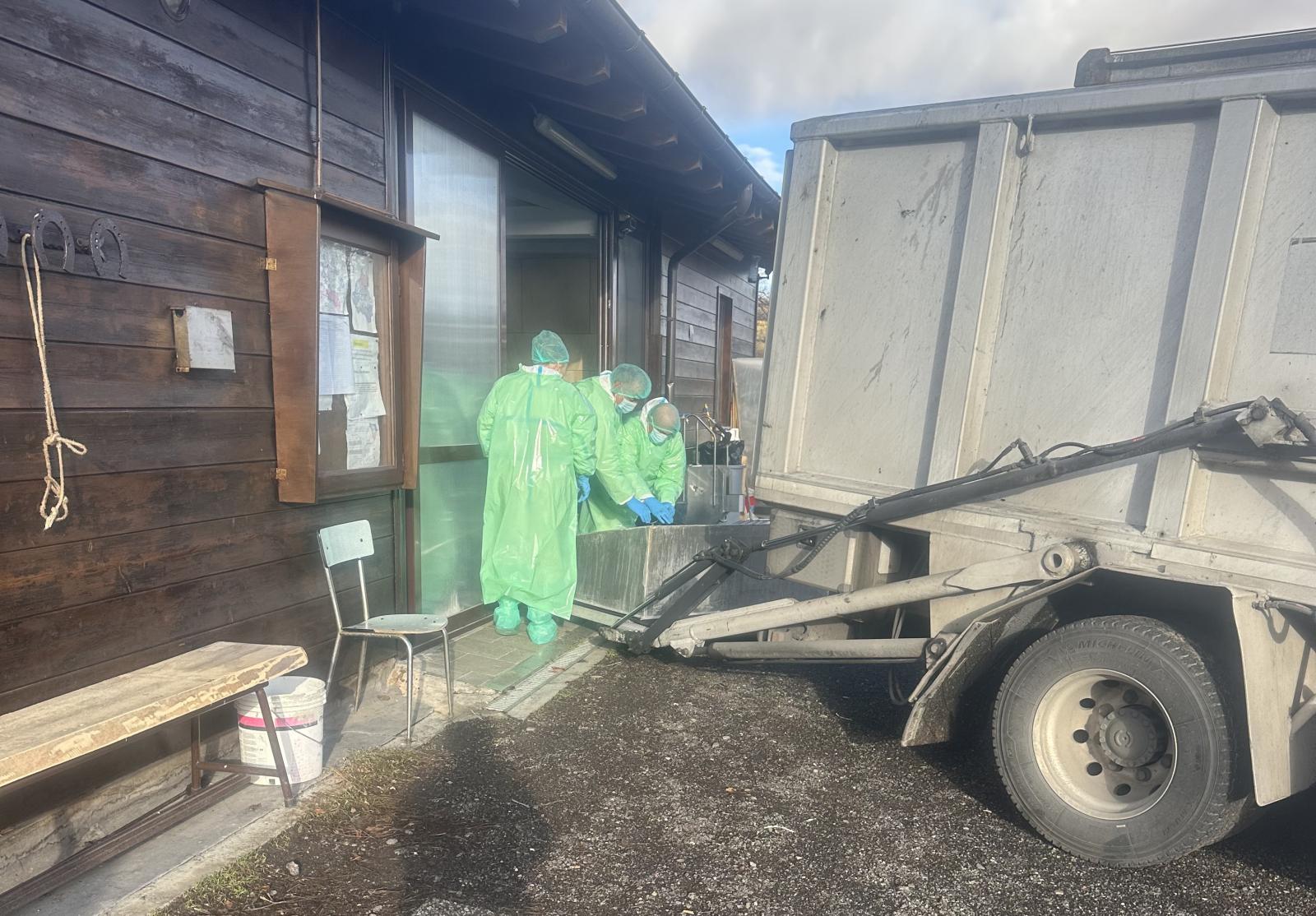 Due positività alla febbre suina in carcasse di cinghiali nel comune di Villa Minozzo, intensificate le misure di biosicurezza